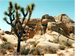 Joshua Tree