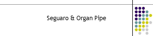 Seguaro & Organ Pipe